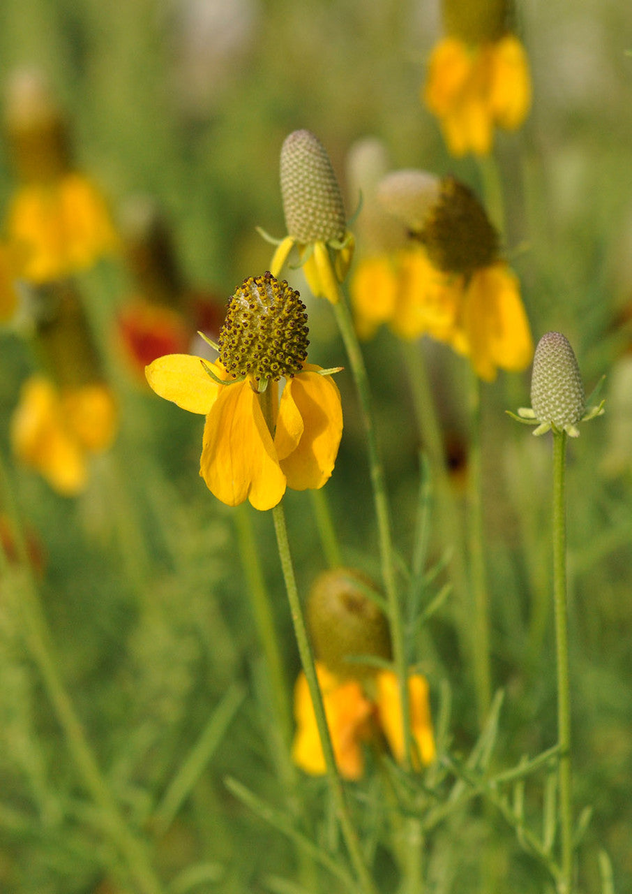 Plants for Birds - Prairie Coneflower - Small Pack (Native American Seed)