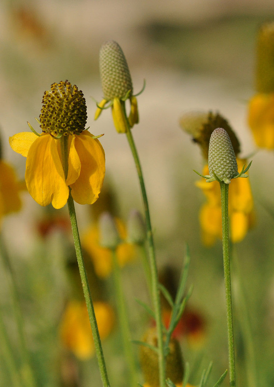 Plants for Birds - Prairie Coneflower - Small Pack (Native American Seed)