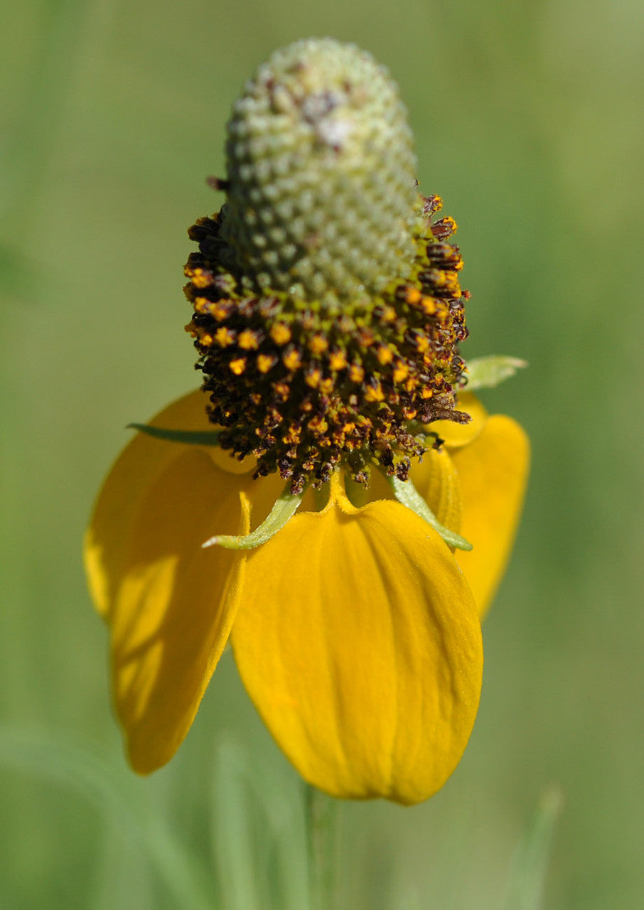 Plants for Birds - Prairie Coneflower - Small Pack (Native American Seed)