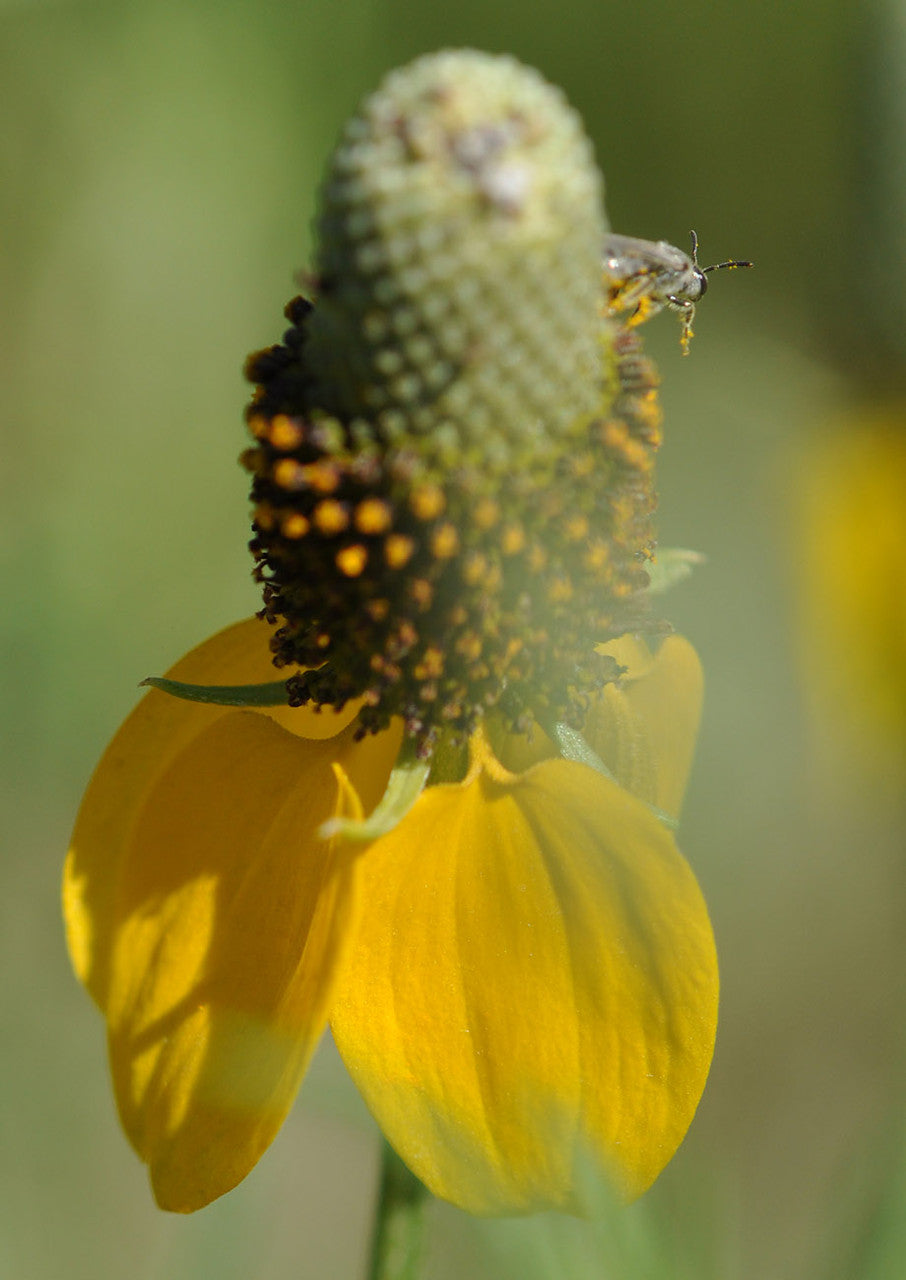 Plants for Birds - Prairie Coneflower - Small Pack (Native American Seed)