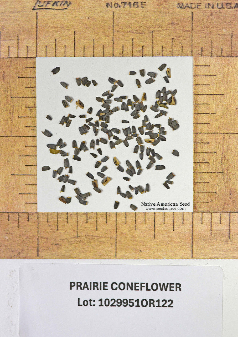 Plants for Birds - Prairie Coneflower - Small Pack (Native American Seed)