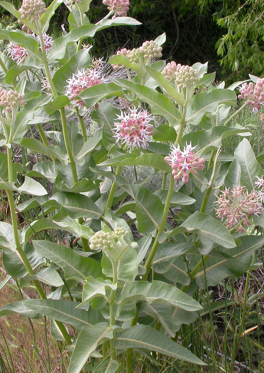Plants for Birds - Showy Milkweed - Small Pack (Native American Seed)