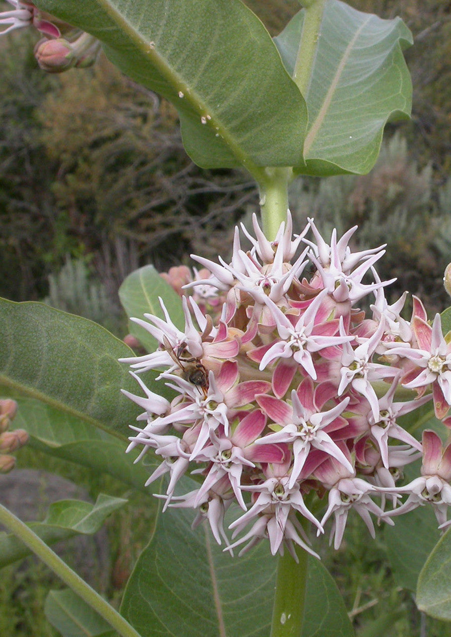 Plants for Birds - Showy Milkweed - Small Pack (Native American Seed)