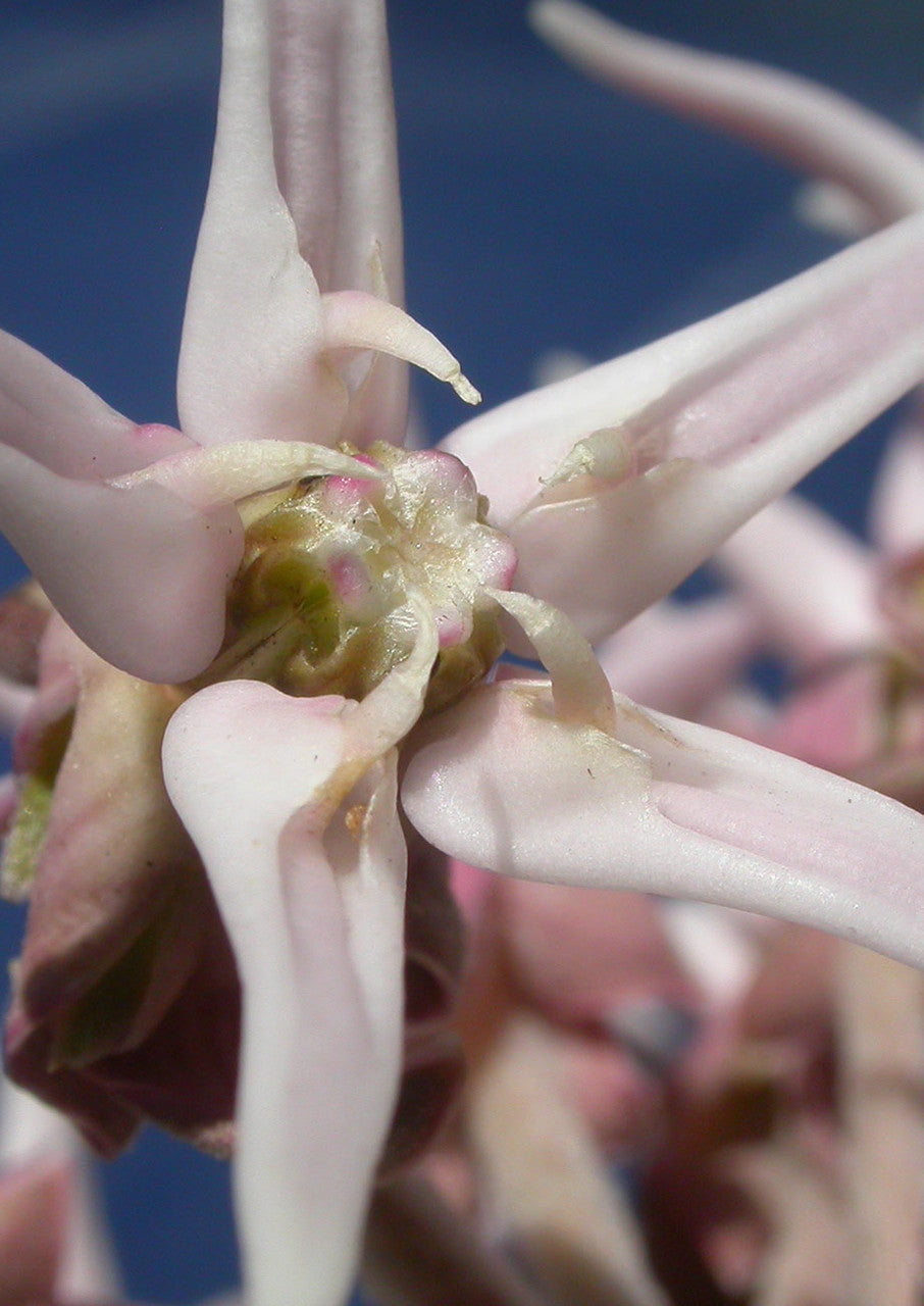 Plants for Birds - Showy Milkweed - Small Pack (Native American Seed)