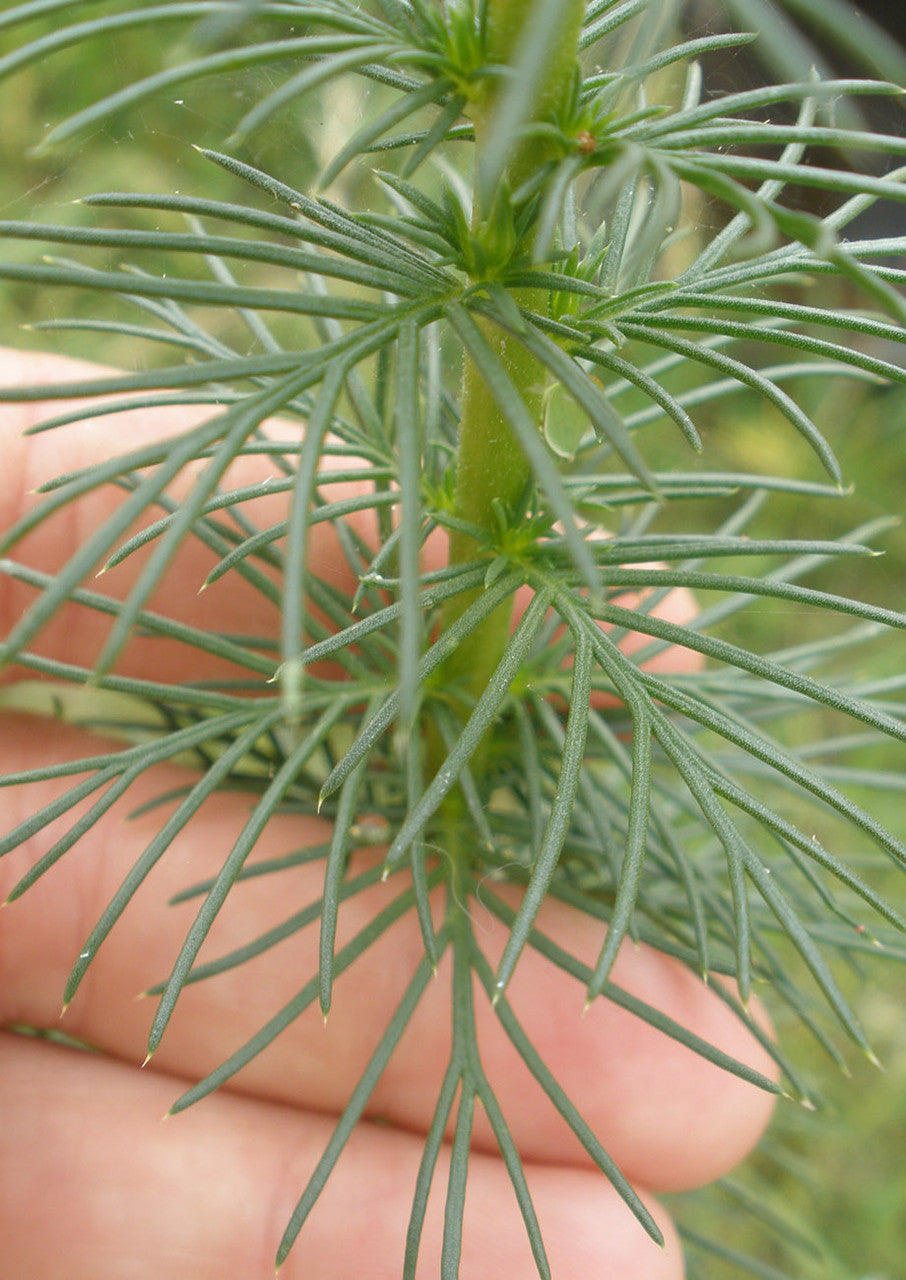 Plants for Birds - Standing Cypress - Small Pack (Native American Seed)