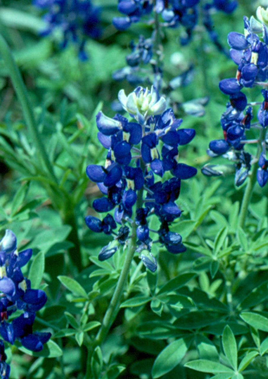 Plants for Birds - Texas Bluebonnet - Small Pack (Native American Seed)