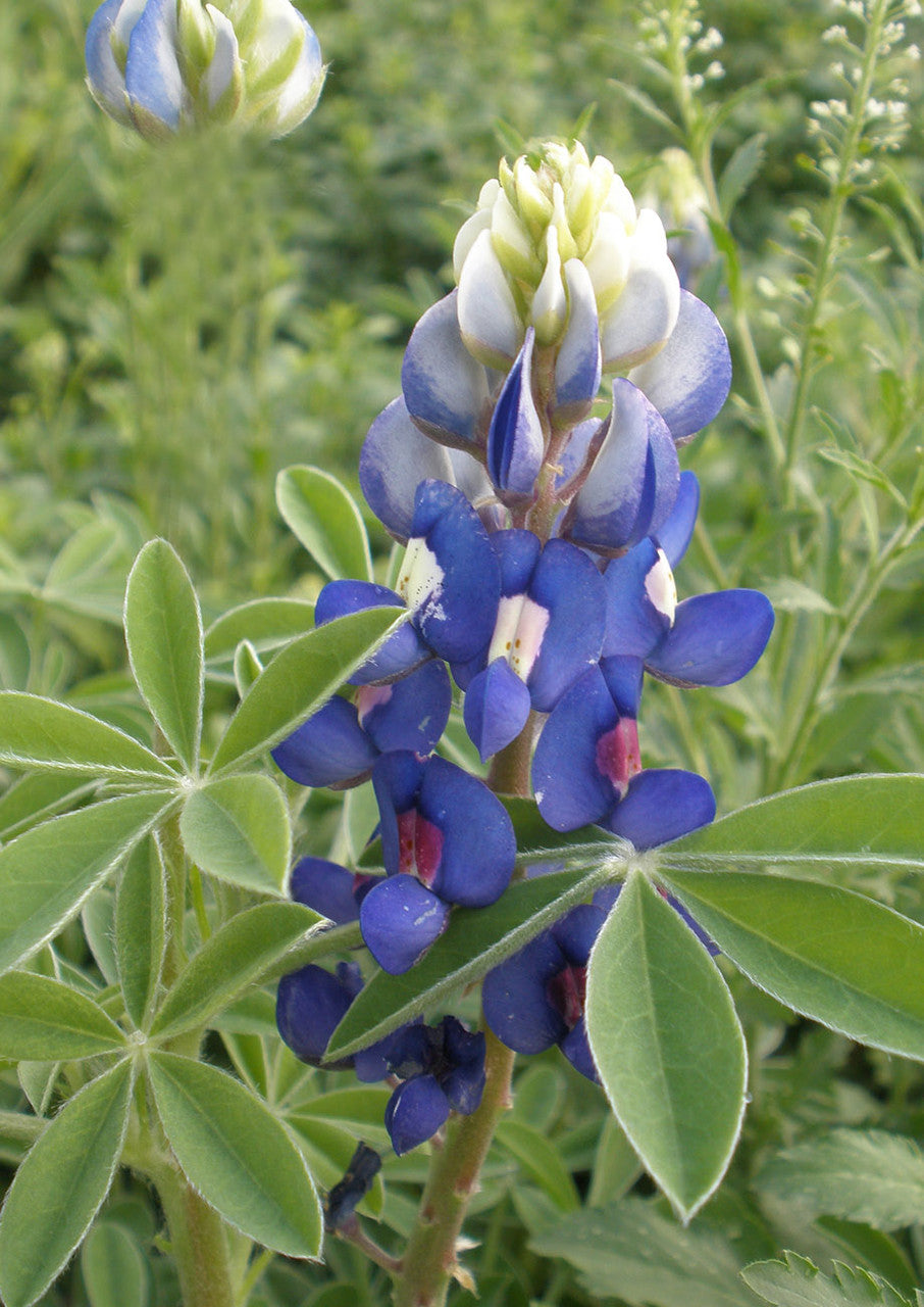 Plants for Birds - Texas Bluebonnet - Small Pack (Native American Seed)