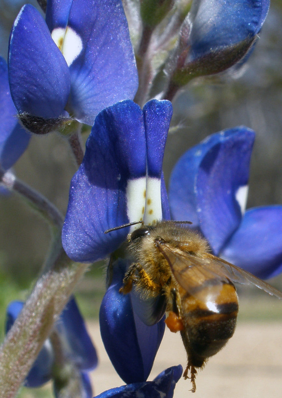 Plants for Birds - Texas Bluebonnet - Small Pack (Native American Seed)