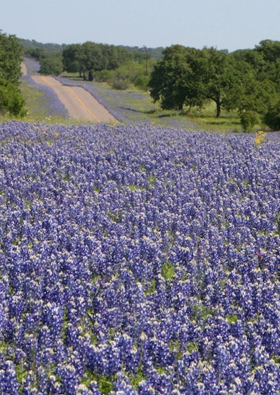 Plants for Birds - Texas Bluebonnet - Small Pack (Native American Seed)