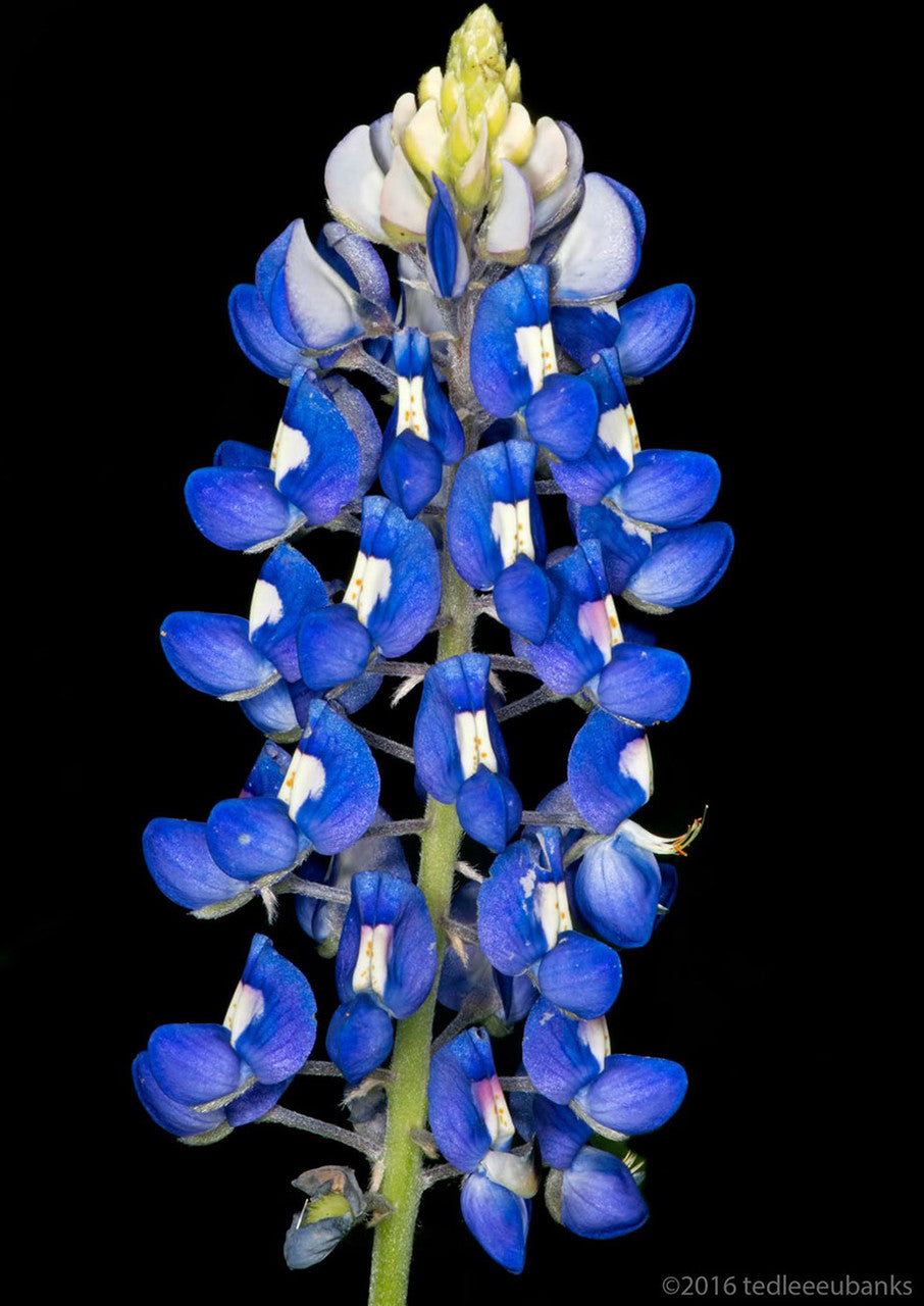Plants for Birds - Texas Bluebonnet - Small Pack (Native American Seed)
