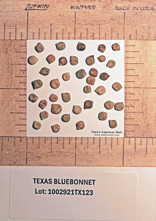 Plants for Birds - Texas Bluebonnet - Small Pack (Native American Seed)
