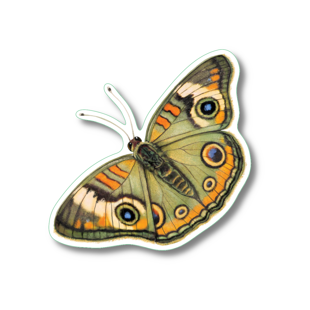 Sticker - Buckeye Butterfly Nature Sticker, 2.5" x 3.5"