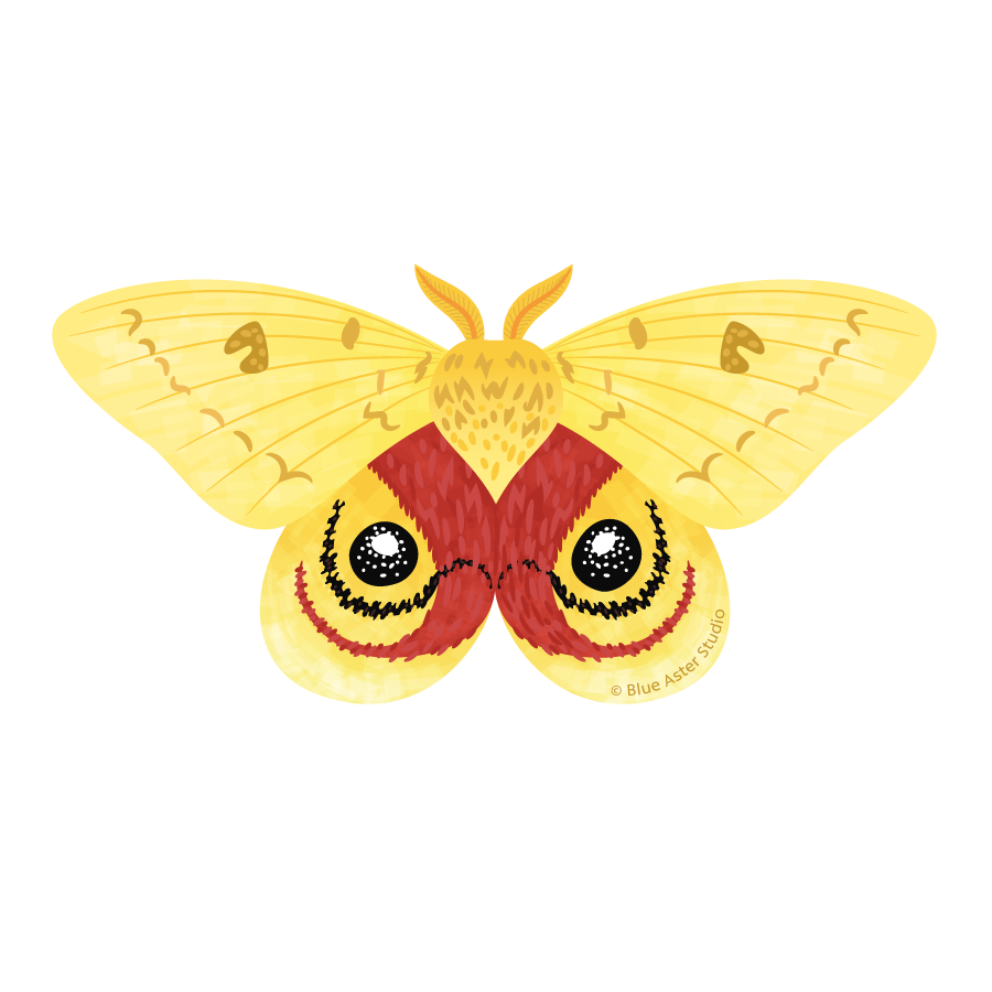 Sticker - Io Moth
