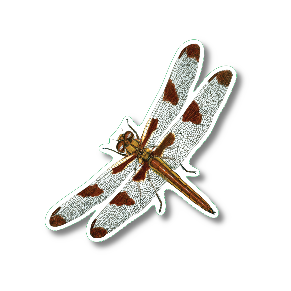 Sticker - Twelve-spotted Skimmer Nature Sticker, 2.5" x 3.5"