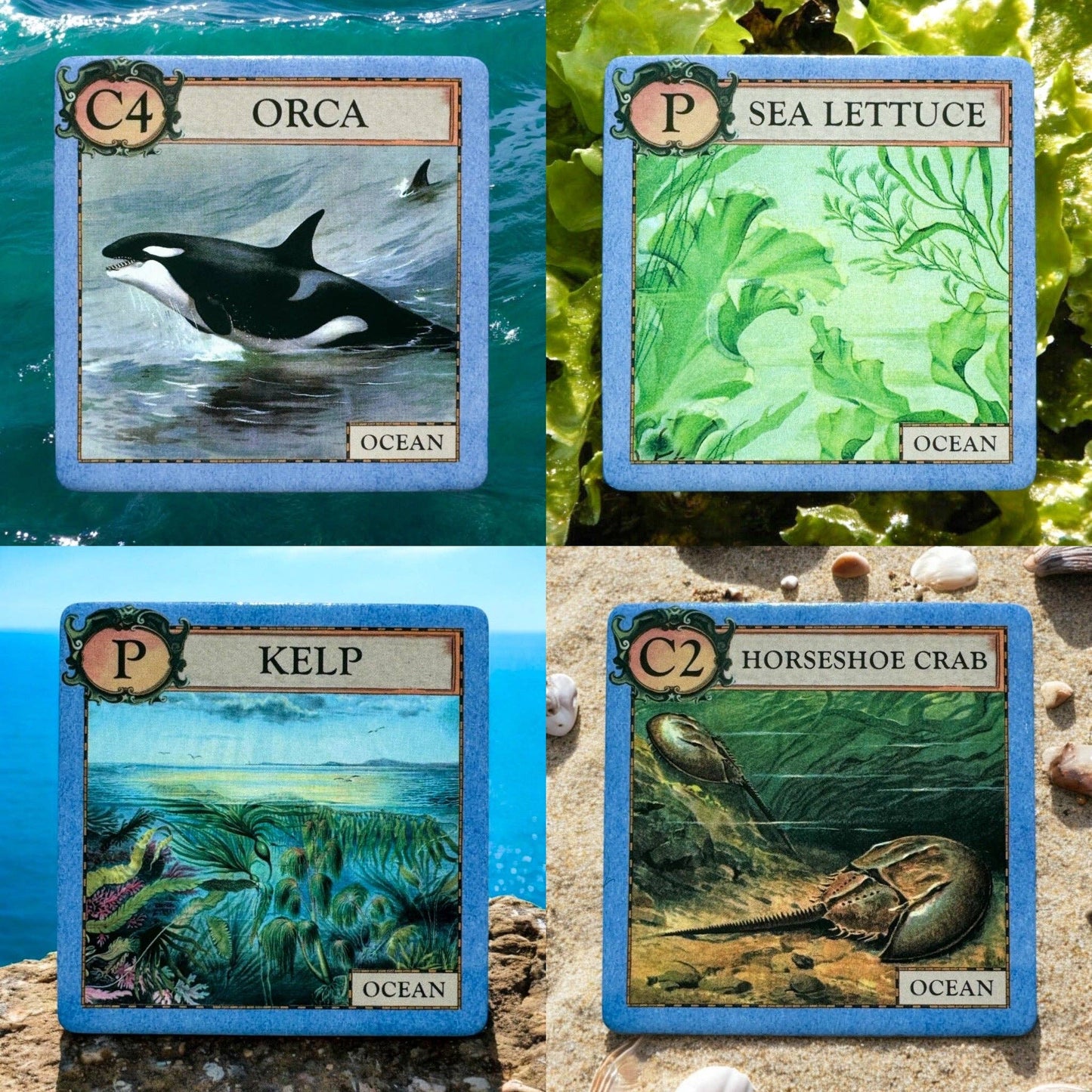 Games - Ecologies Junior: Ocean (Ages 4+)