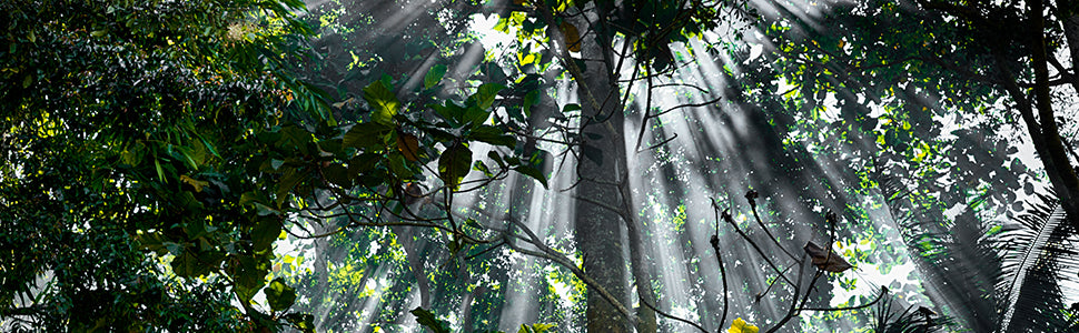 Book - Into the Forest: The Secret Language of Trees by Susan Tyler Hitchcock (Hardback)