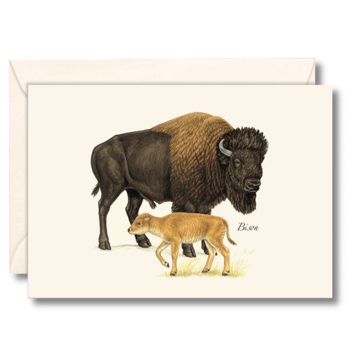 Paper - Boxed Notecards - Bison (Earth Sky + Water)