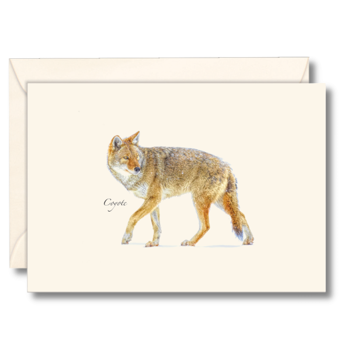 Paper - Boxed Notecards - Coyote (Earth Sky + Water)