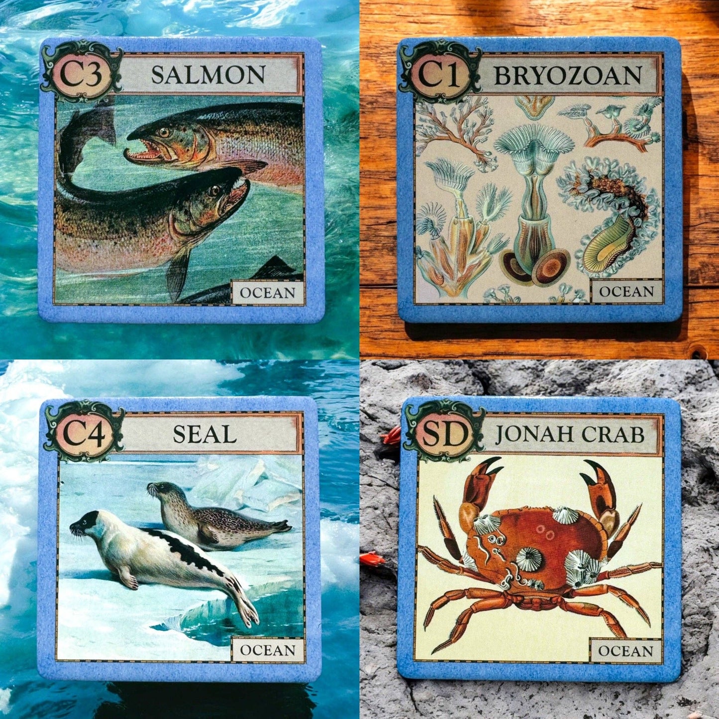 Games - Ecologies Junior: Ocean (Ages 4+)