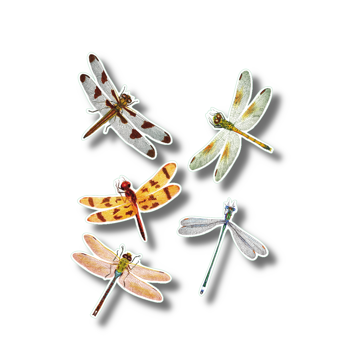 Sticker Sheet - Dragonflies and Damselflies Nature Stickers, 5" x 7"