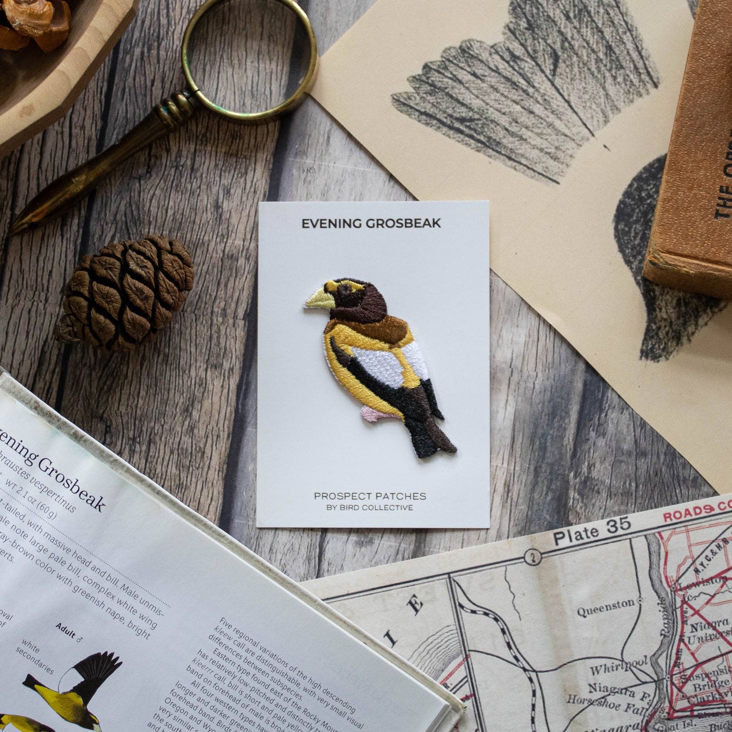 Bird Patch - Evening Grosbeak (#18 of collection)