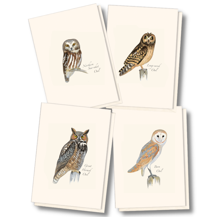 Paper - Boxed Notecards - Sibley Owl Assortment (Earth Sky + Water)
