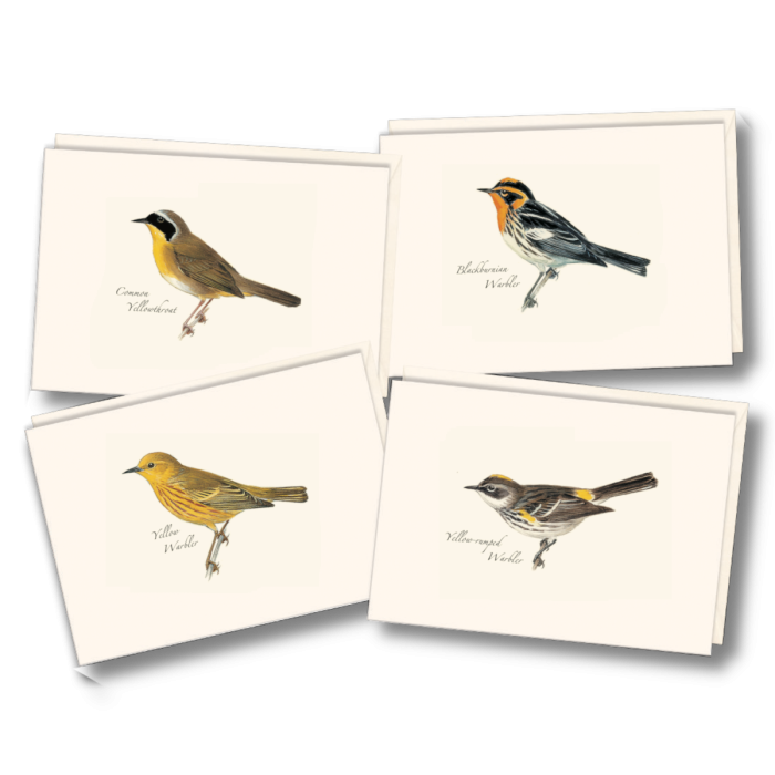 Paper - Boxed Notecards - Peterson Warbler Assortment (Earth Sky + Water)