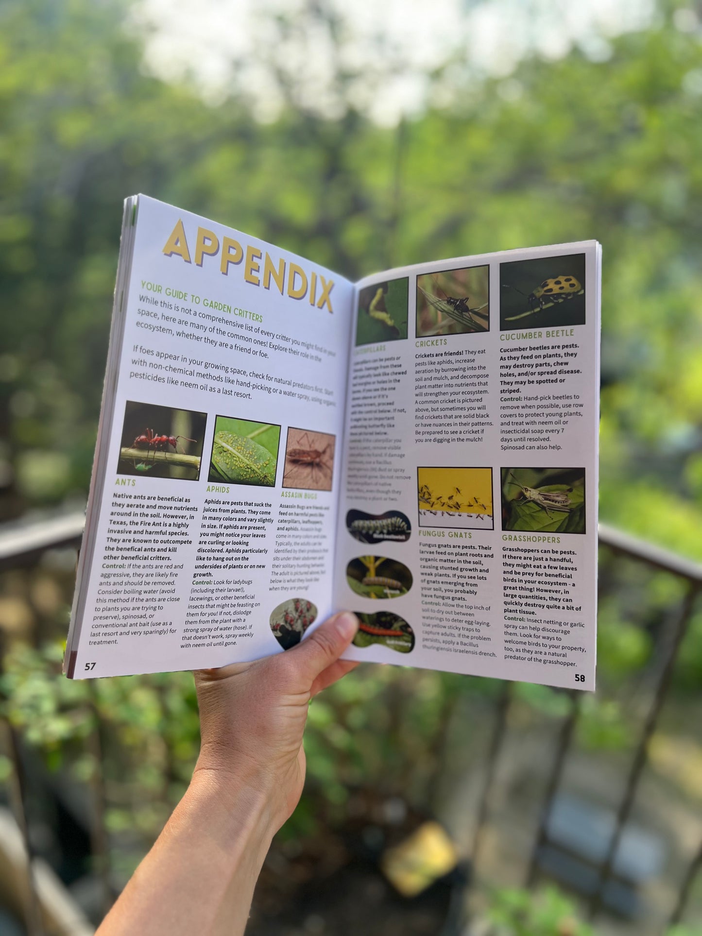 Book - North Texas Growing Guide by Claire Howell of Balcony Box