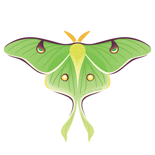 Sticker - Luna Moth