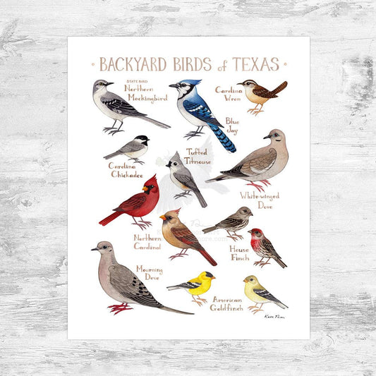 Art Print - Texas Backyard Birds Field Guide (8' x 10")