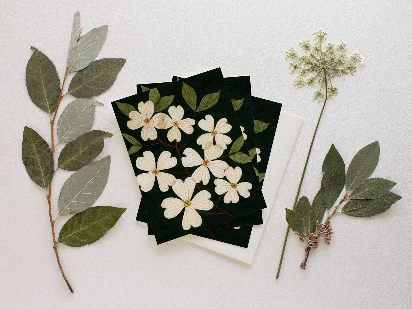 Boxed Greeting Cards - "Pressed Dogwoods" by Leana Fischer