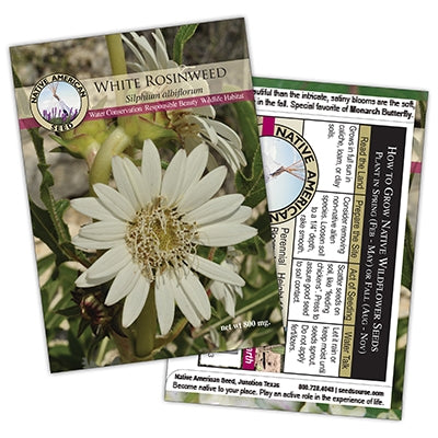 Plants for Birds - White Rosinweed - Small Pack (Native American Seed)