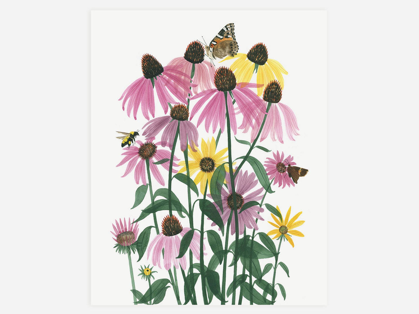 Unframed Art Print - "Coneflowers" by Leana Fischer