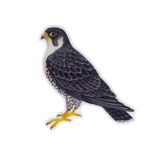 Sticker - Peregrine Falcon