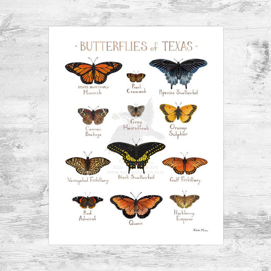 Art Print - Texas Butterflies Field Guide (8" x 10")