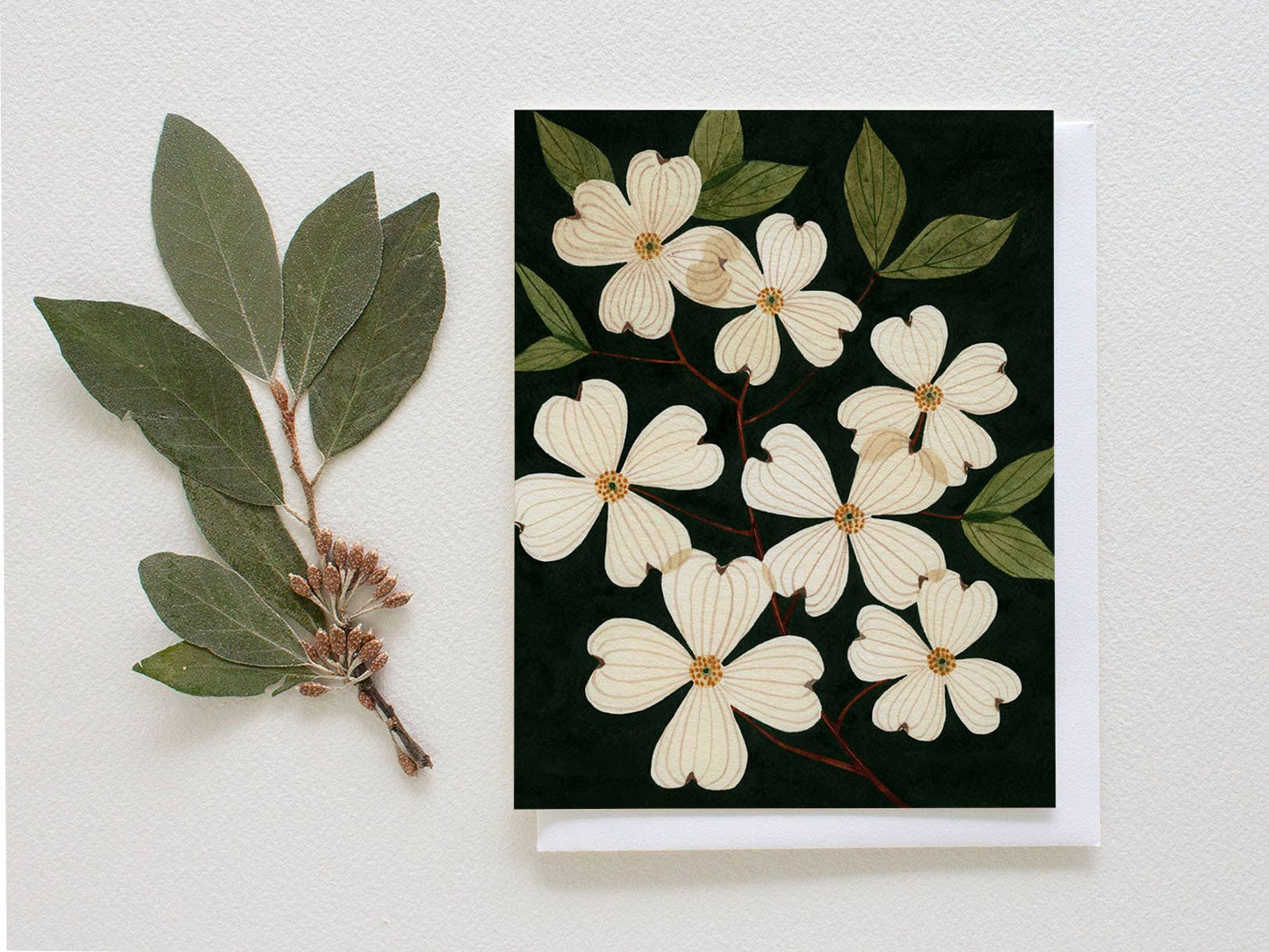 Boxed Greeting Cards - "Pressed Dogwoods" by Leana Fischer