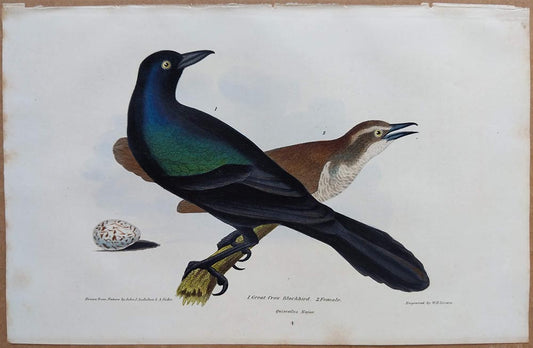 Unframed Art Print - John James Audubon - The Great Crow Blackbird (Now known as grackles)