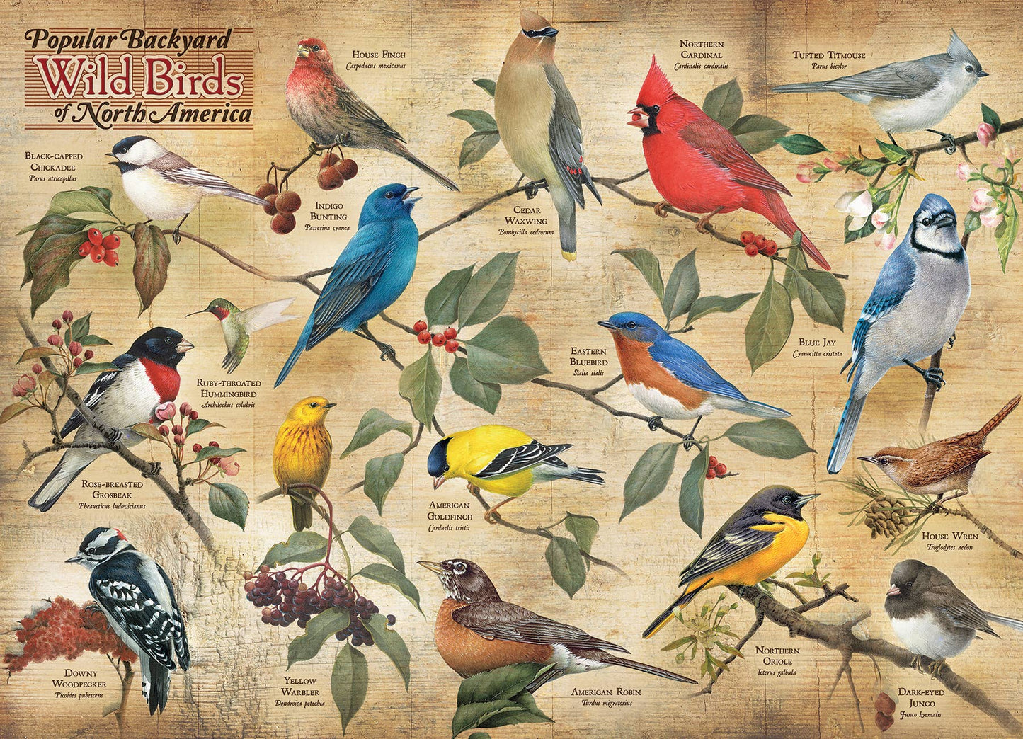 Puzzle - Popular Backyard Wild Birds of North America (1000-Piece)