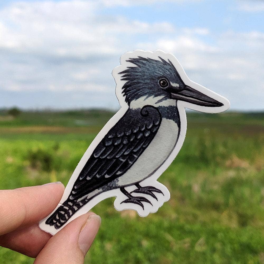 Sticker - Belted Kingfisher