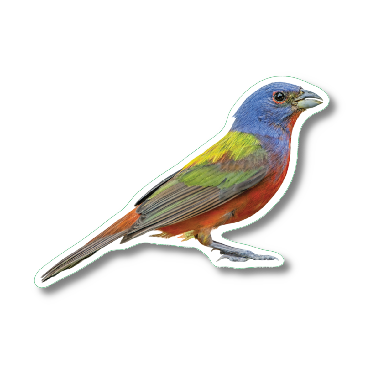 Sticker - Painted Bunting Nature Sticker, 2.5" x 3.5"