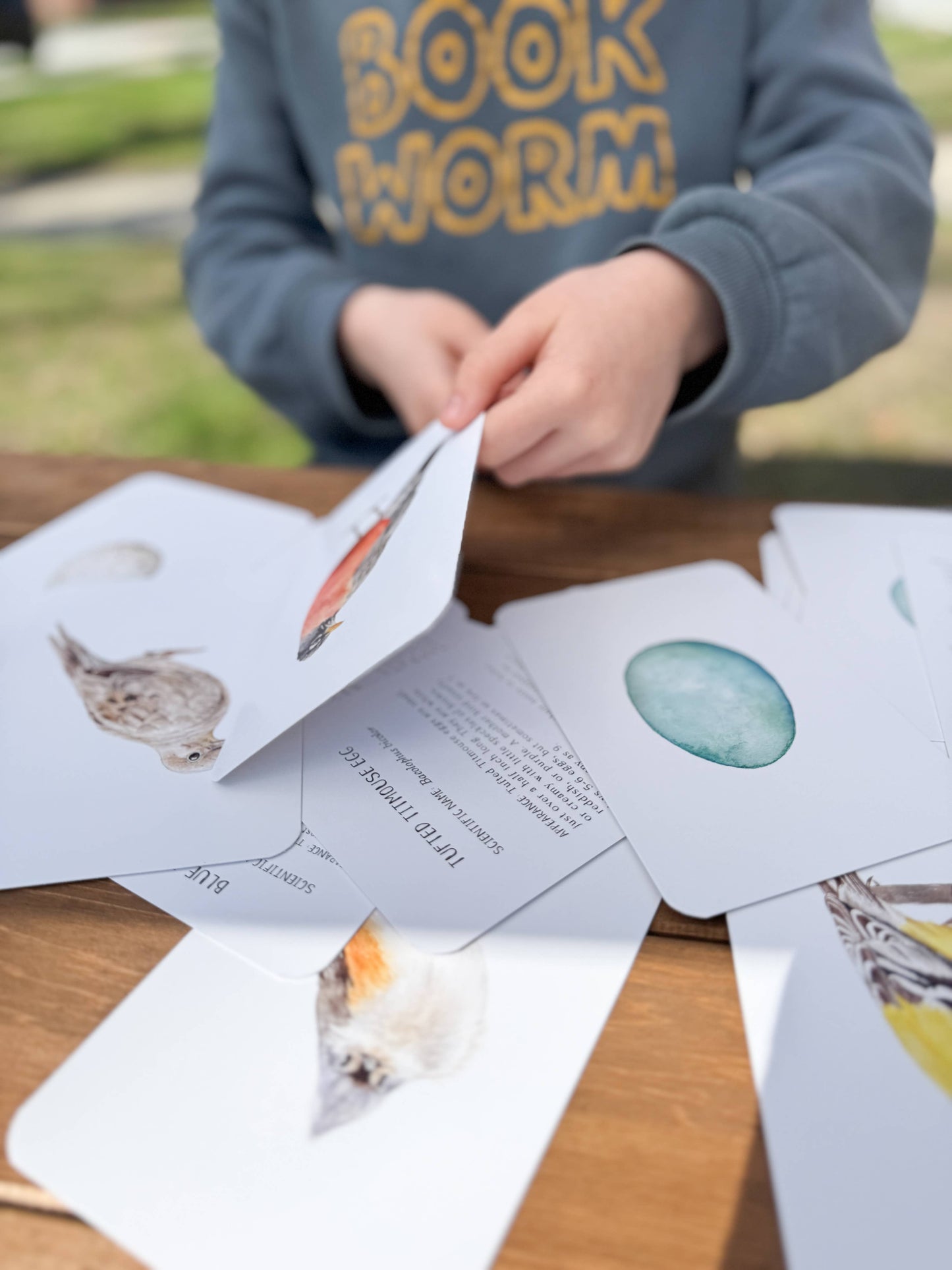 Montessori Learning Cards - Backyard Birds and Eggs