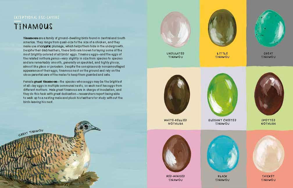 Book - Nests, Eggs, Birds: An Illustrated Aviary by Kelsey Oseid (Hardback)