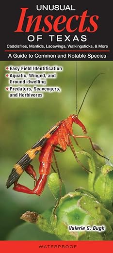 Folding Guide - Unusual Insects of Texas Caddisflies, Mantides, Lacewings, Walkingsticks, & More