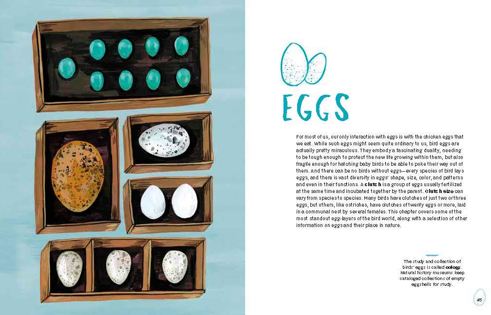 Book - Nests, Eggs, Birds: An Illustrated Aviary by Kelsey Oseid (Hardback)