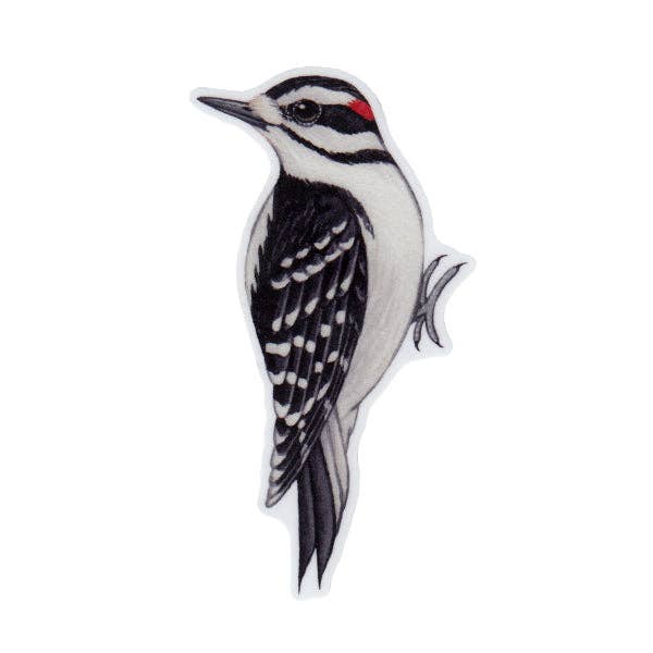 Sticker - Hairy Woodpecker