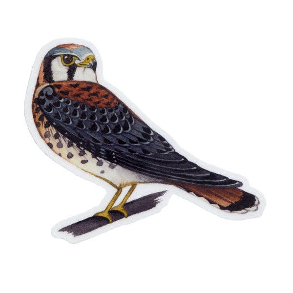 Sticker - American Kestrel (Male)