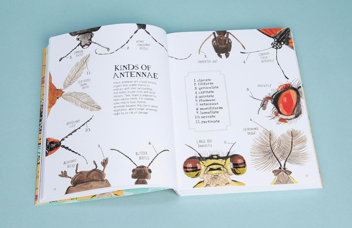 Book - Insect Anatomy: The Curious World of Bees, Beetles, Butterflies, and Bugs by Julia Rothman (Paperback)