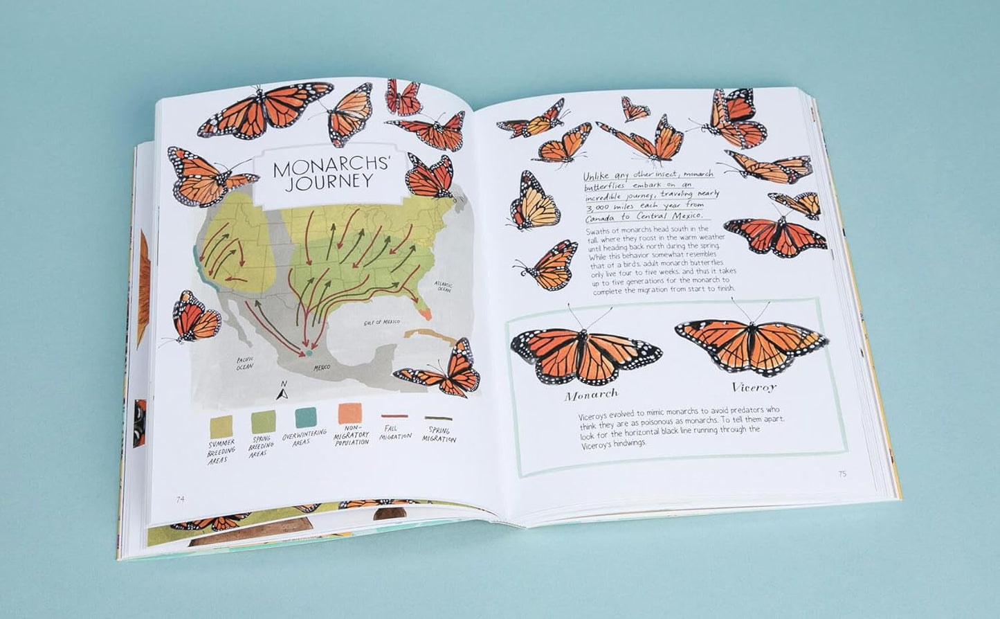 Book - Insect Anatomy: The Curious World of Bees, Beetles, Butterflies, and Bugs by Julia Rothman (Paperback)