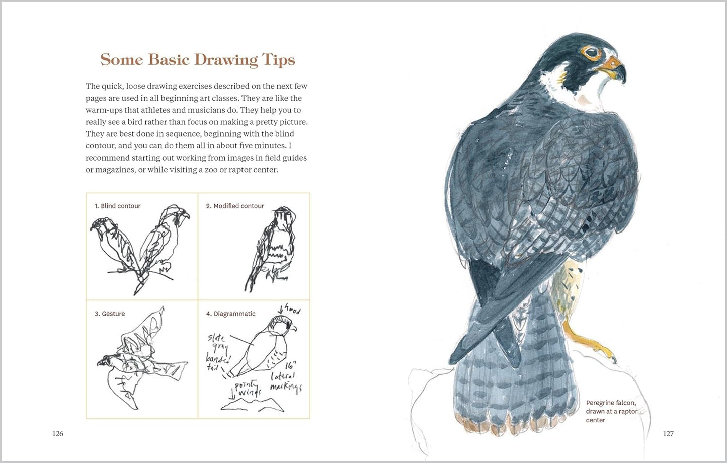 Book - How to Look at a Bird: Open Your Eyes to the Joy of Watching and Knowing Birds by Clare Walker Leslie (Paperback)