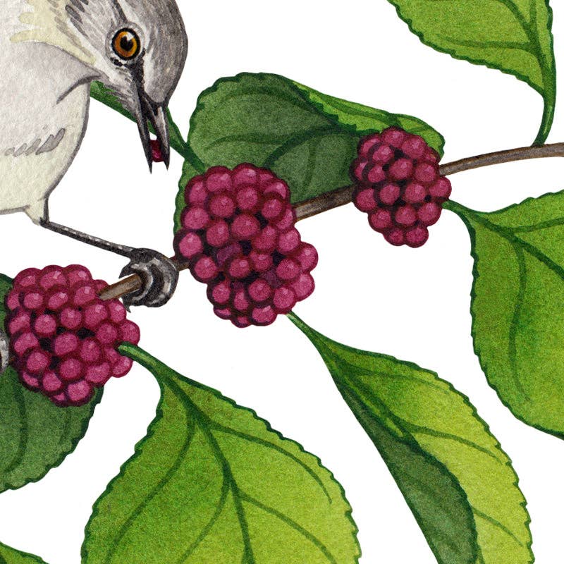 Art Print - Northern Mockingbird on Beautyberry (10" x 8")